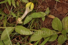 Ceropegia hirsuta